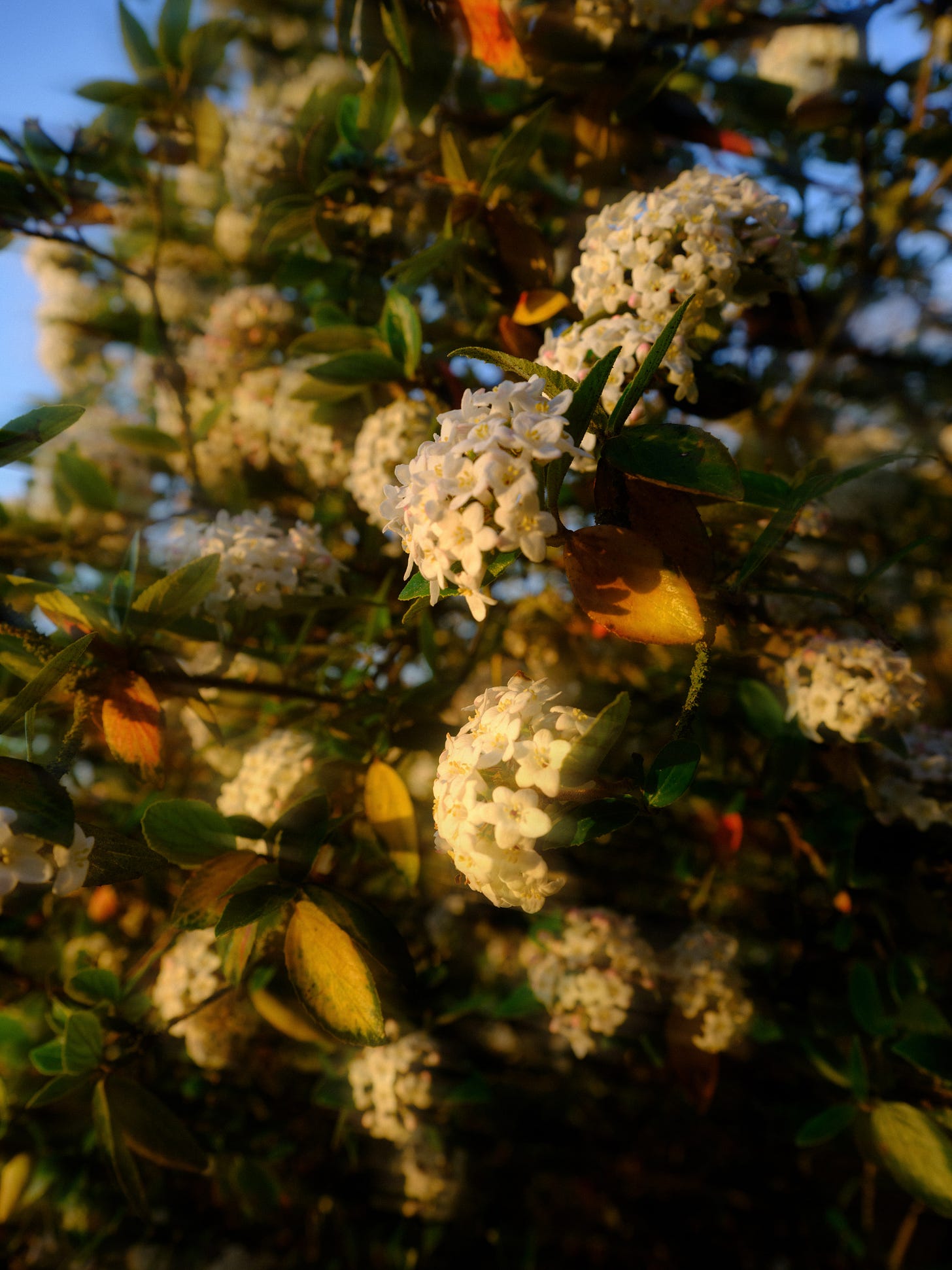 A vibrant photograph of blossom flowers in the glow of spring golden hour light