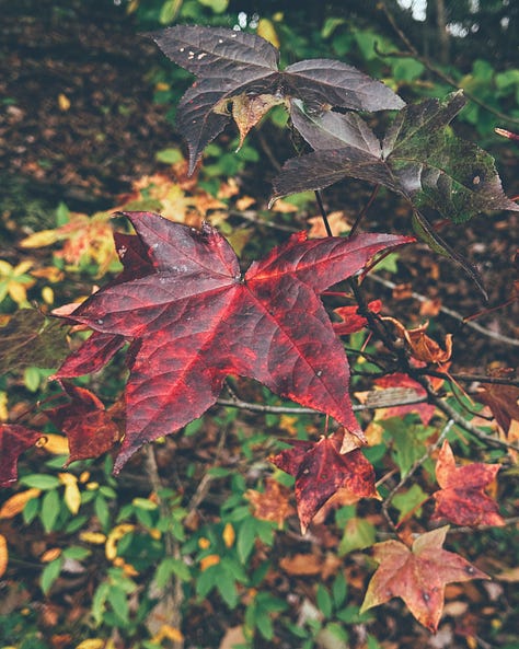 Photographs of leaves from various trees, all with the same dark red color