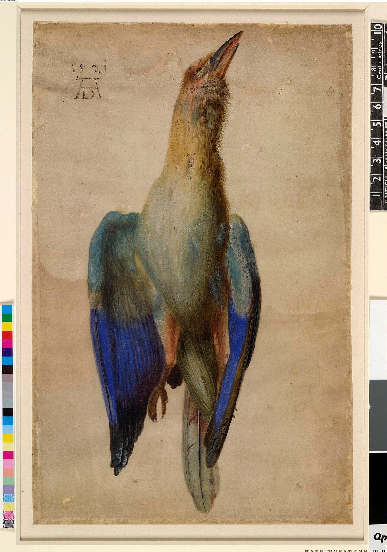 A single bird wing rendered in exact watercolour, every feather and colour precise A single bird wing rendered in exact watercolour, every feather and colour precise
