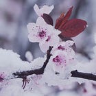a birth of snow from spring