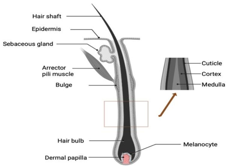 A schematic diagram of a hair follicle. It uses a lot of complex language that won't make sense unless you've got a medical degree.