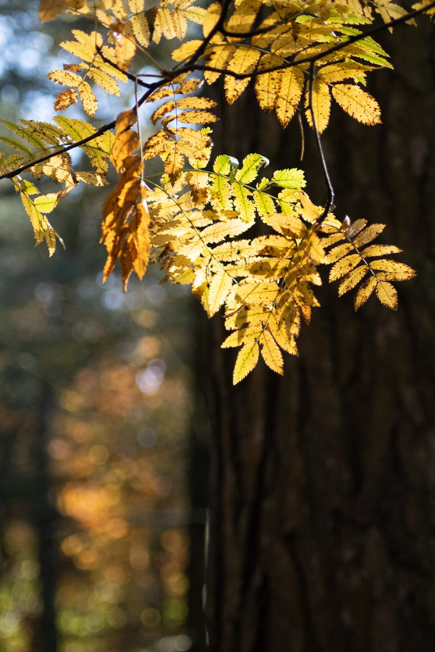 rowan tree