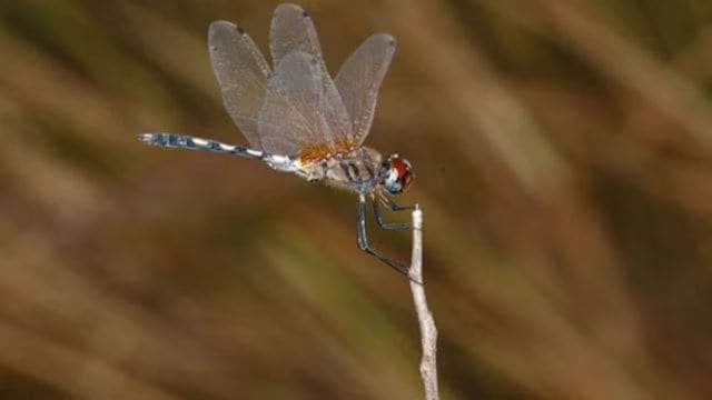 dragon fly dragon fly