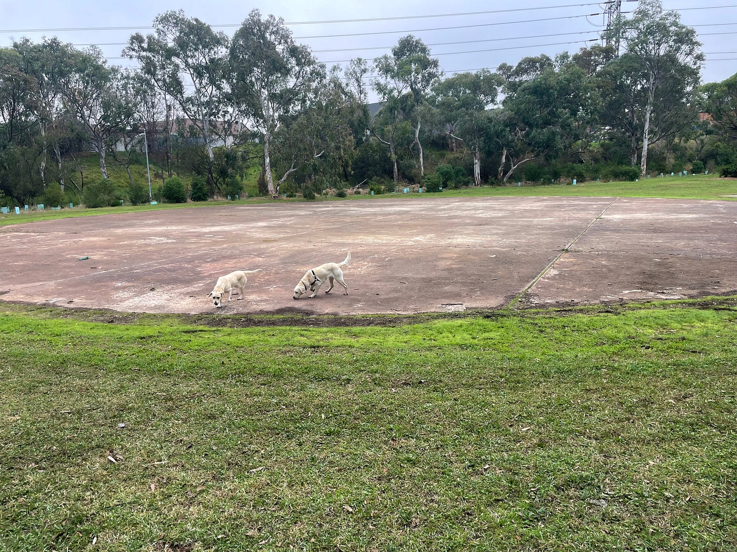 Photo of two Labrador dogs sniffing on the edge a large concrete circle with native trees and high voltage powerlines in the background
