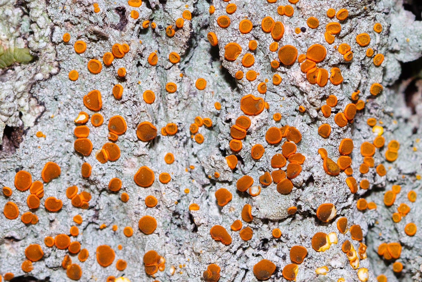 Close-up of blue-gray lichen with bright orange discs