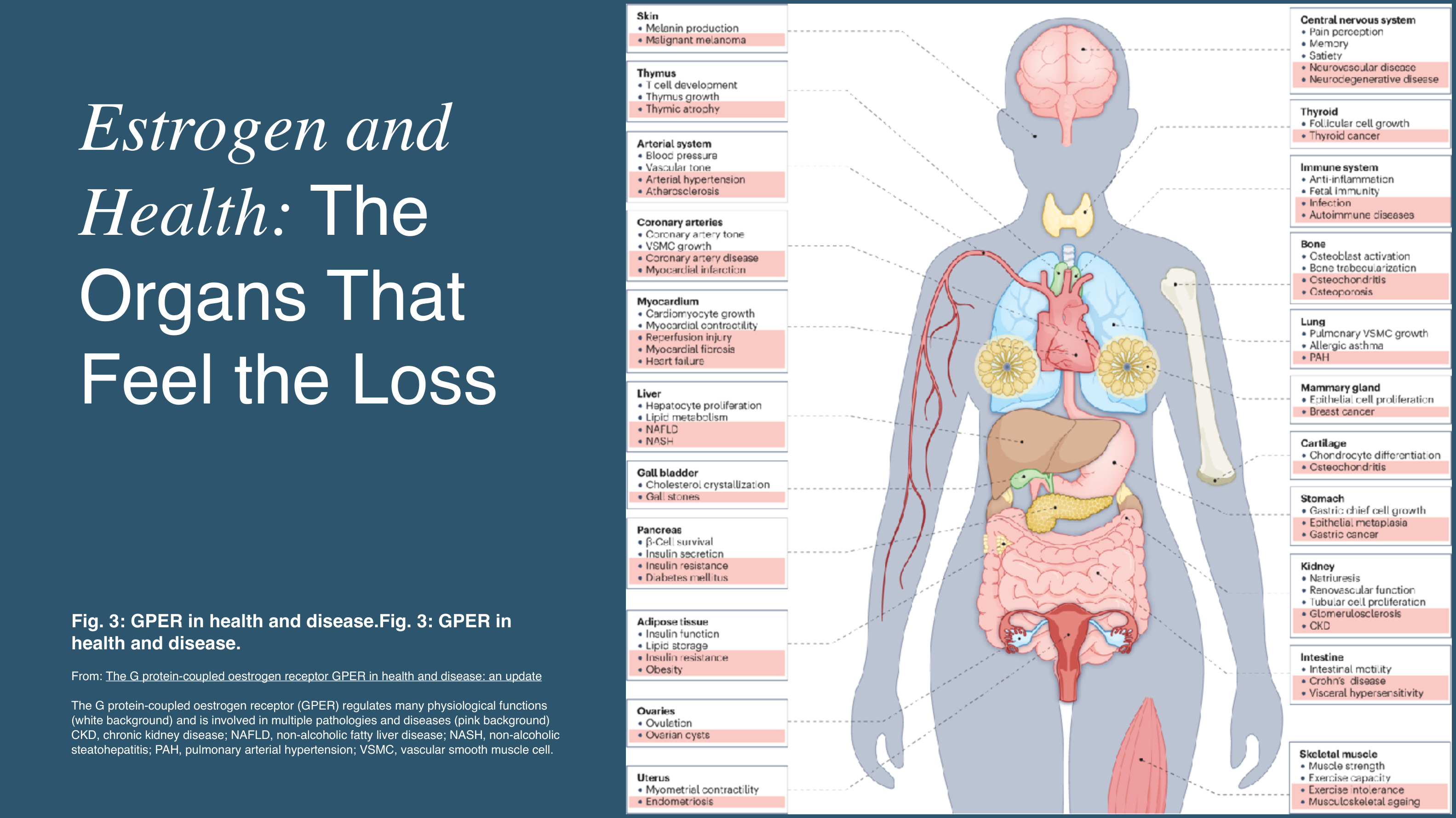 What Happens When Estrogen Declines? The Whole-Body Impact of Menopause