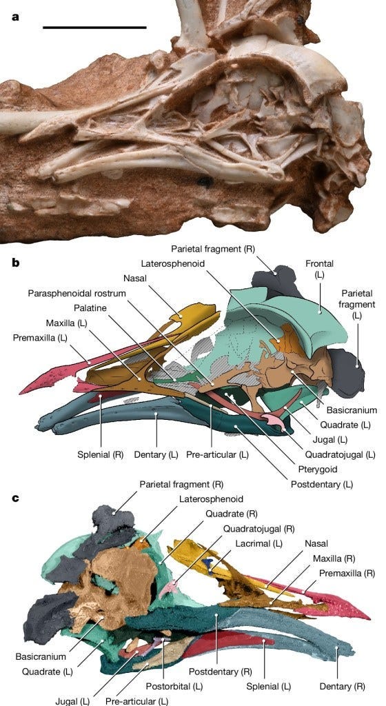 The holotype of the enantiornithine N. hestiae gen. et sp. nov. from the Late Cretaceous of Brazil — Chiappe, L. M., Navalón, G., Martinelli, A. G., Carvalho, I. D., Miloni Santucci, R., Wu, Y., & Field, D. J. (2024). The holotype of the enantiornithine N. hestiae gen. et sp. nov. from the Late Cretaceous of Brazil — Chiappe, L. M., Navalón, G., Martinelli, A. G., Carvalho, I. D., Miloni Santucci, R., Wu, Y., & Field, D. J. (2024).