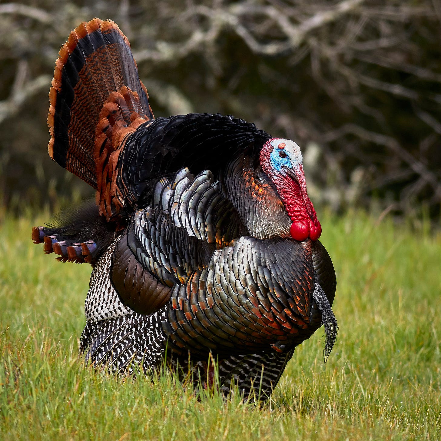 Male wild turkey (Meleagris gallopavo) strutting.jpg Male wild turkey (Meleagris gallopavo) strutting.jpg