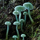 Finding Color in the Rain: A Week at Momorangi Bay