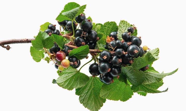 A branch with black berries and green leaves and a bucket full of berries