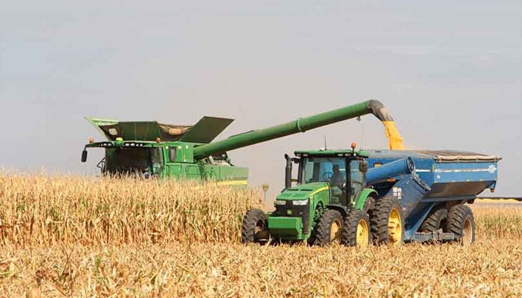 Mexico corn