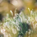 The New Moon & Imbolc