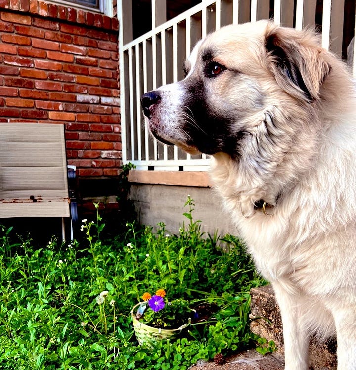 images of dogs waiting