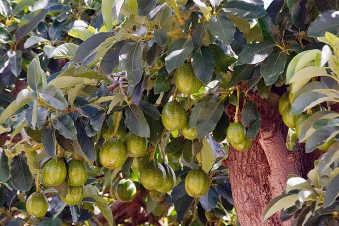 Grow avocados in your backyard and enjoy the delicious fruit any time you'd like | GardenersPath.com