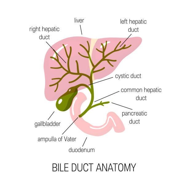 Human bile duct, vector illustration Anatomy of a bile duct. Vector illustration in flat style for medical articles, infographics or educational textbooks bile stock illustrations