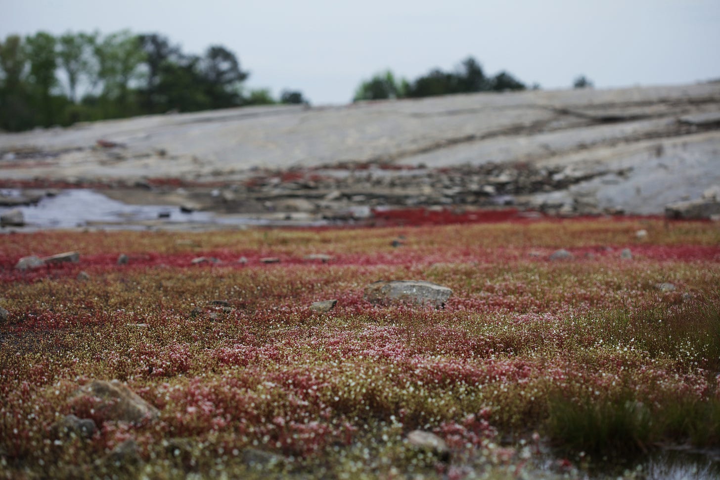 Another landscape photo of the flat rock outgrop with bands of vegetation - green with white flowers and red with white flowers - under blue sky