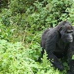 Primatology.net
