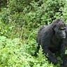 Primatology.net