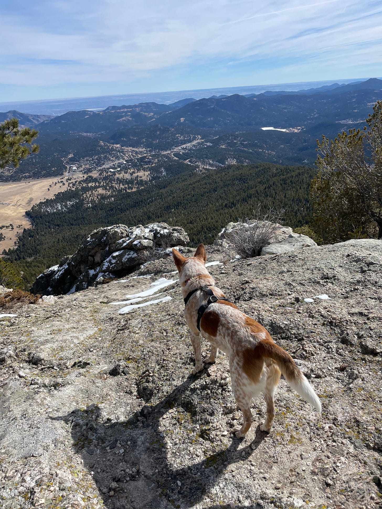 a red heeler dog standing on a mountain top looking out at the view