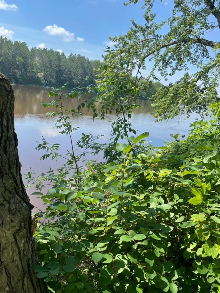 A tree next to a body of water

AI-generated content may be incorrect.