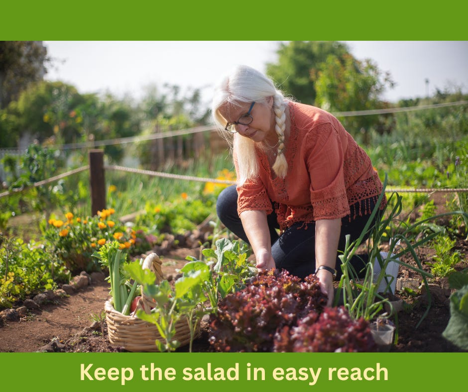 Woman harvesting lettuce in a garden