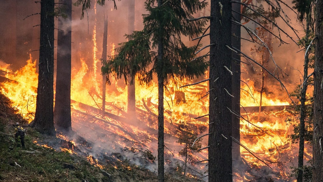 Forest Fire Blazes Near Ukraine Front Line, Killing 9 - The Moscow Times Forest Fire Blazes Near Ukraine Front Line, Killing 9 - The Moscow Times