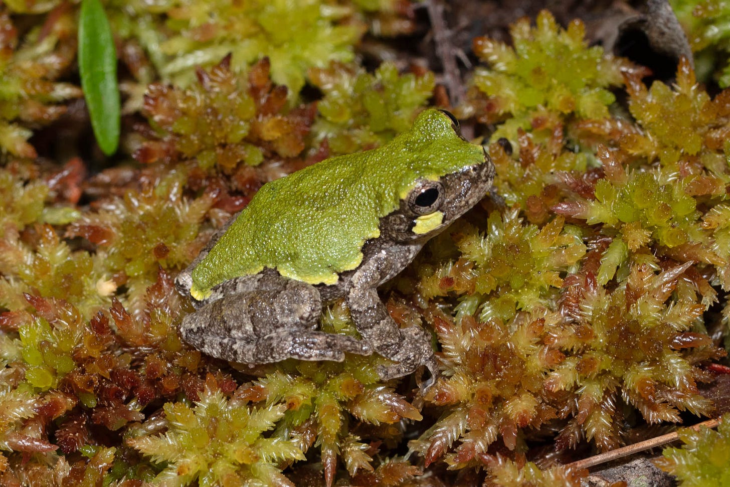 A small tree frog with brown and lighted brown striped legs, a bright mossy green back, and a patch of yellow under a golden eye. The frog is seated on sphagnum moss which is mostly green though some is dark red.