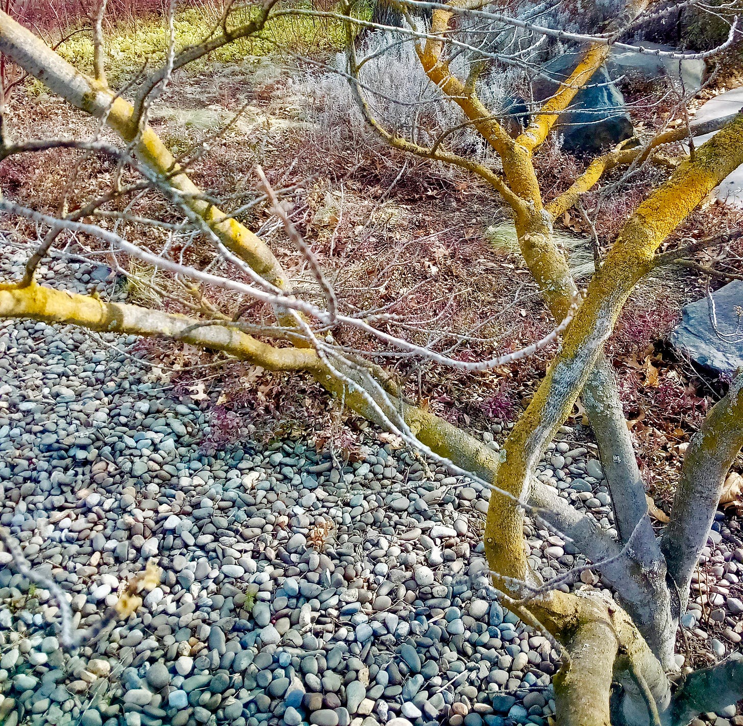 Mossy branches against a background of pebbles