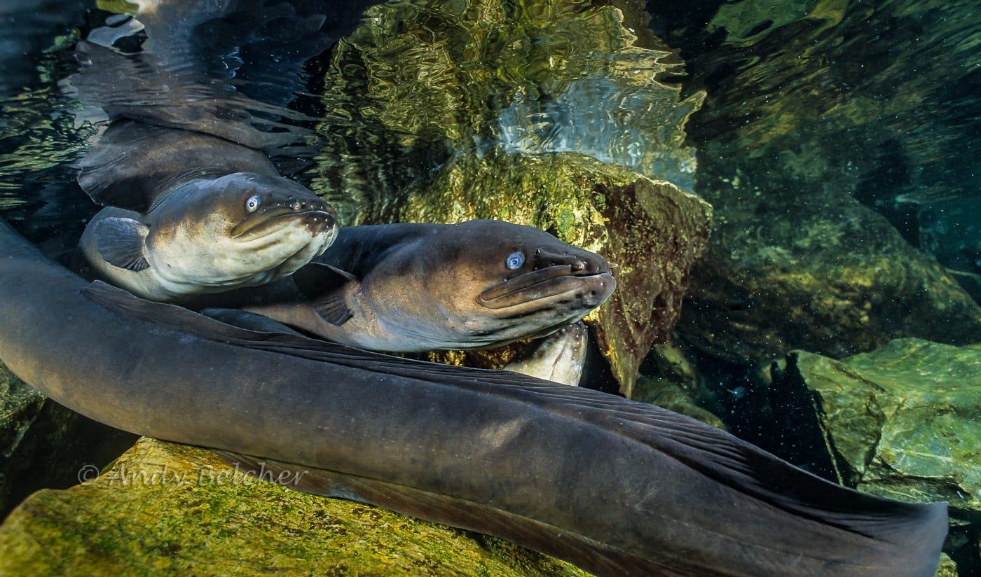 Through Andy Belcher's lens - Tuna Kuwharuwharu (long finned eel) - Bay ...