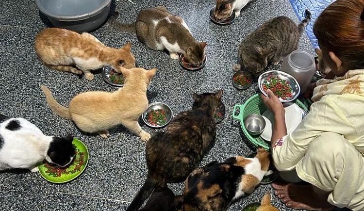 Feeding Stray Cats And Dogs - Ketto