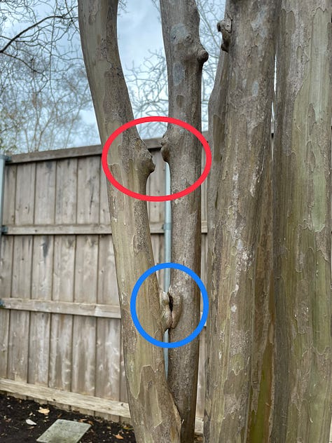 Six images showing different stages of inosculation in crepe myrtle trees. Some sections have fully fused, while others are nearly fused, and others will never fuse because the limbs grew apart before the cambium layers fused.