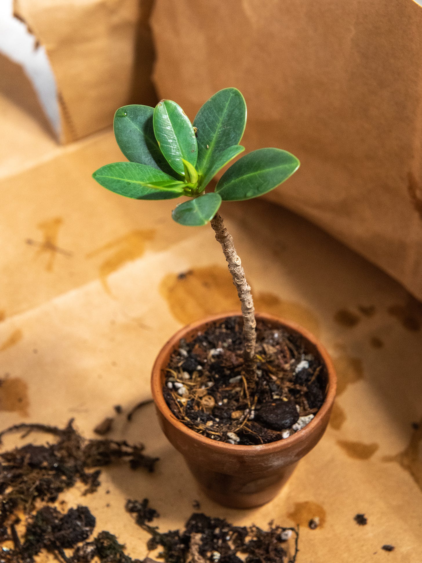 ID: Another cutting in a smaller pot.