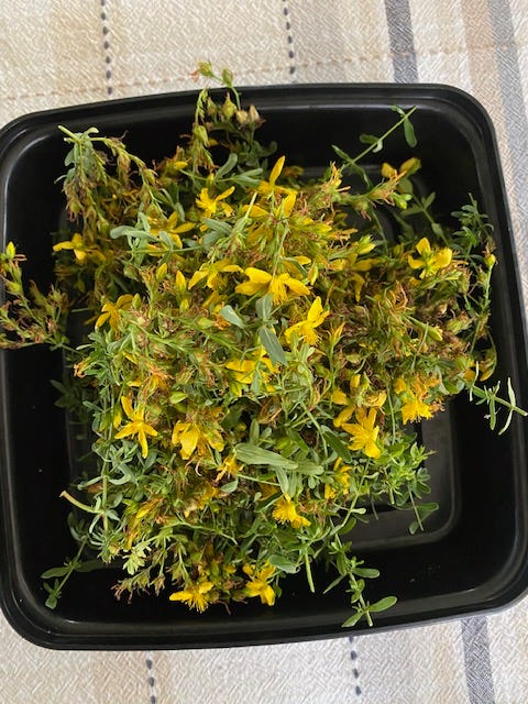 The red color from hypericin is immediately visible when extracting fresh Hypericum perforatum using 95% ethanol