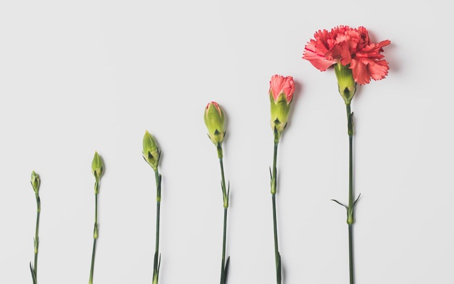 pink flower on white background pink flower on white background