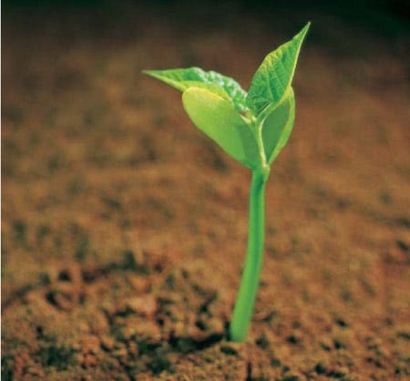 sprout