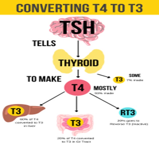 How to Get off Thyroid Medicine | Conversion of T4 to T3 How to Get off Thyroid Medicine | Conversion of T4 to T3
