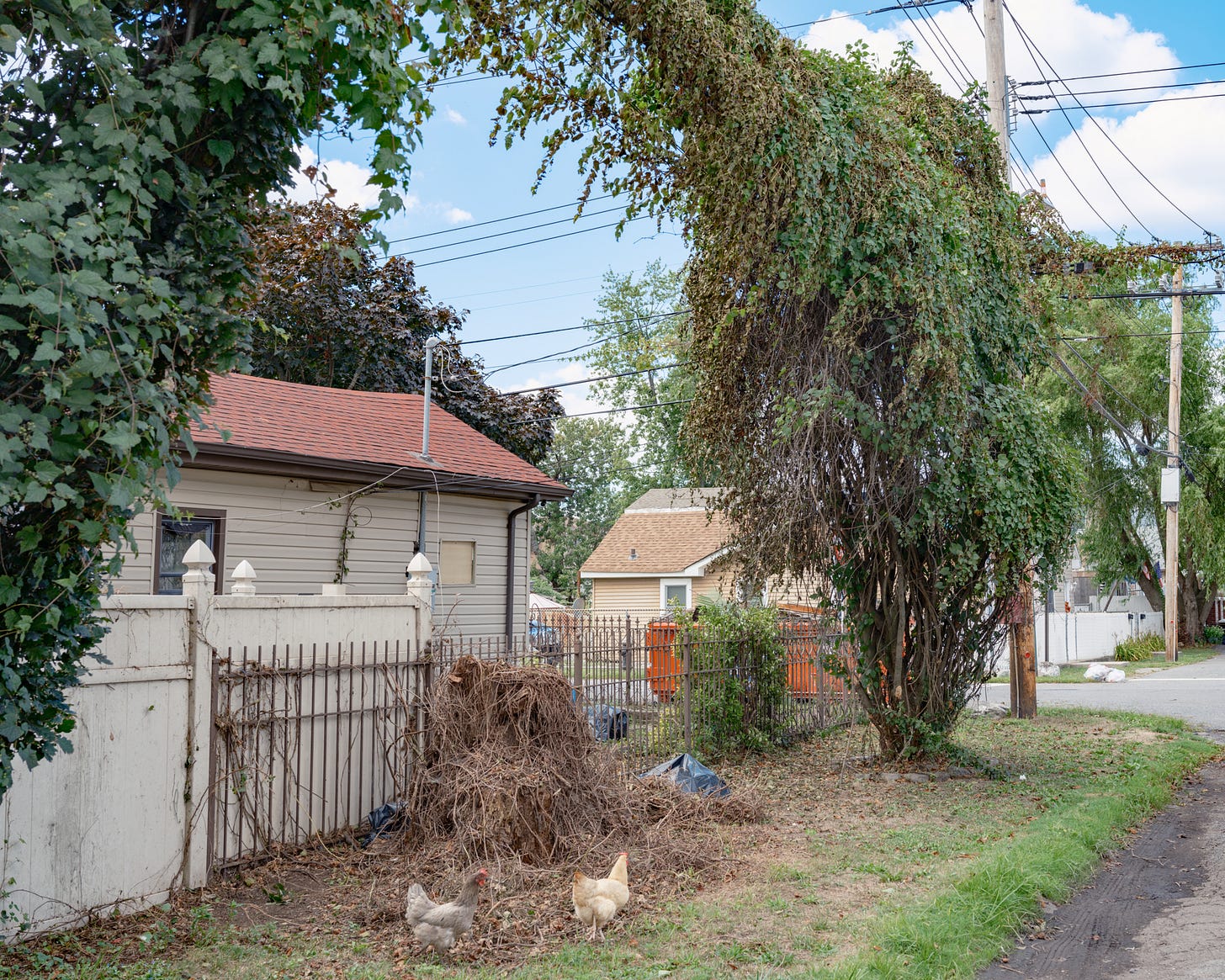 Two-Chickens-Underneath-Vine-Archway