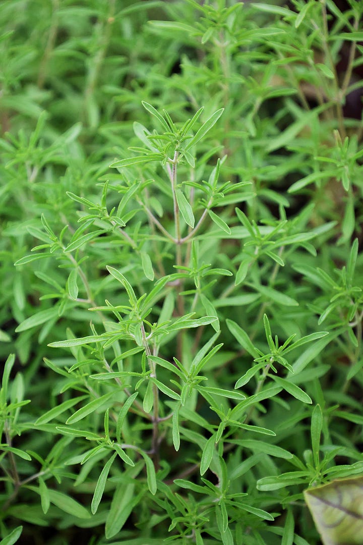 herb plants from the middle east