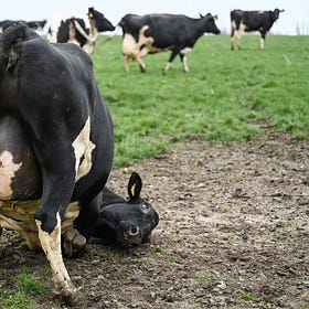 The Bloated Cow