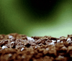 Grow Plant Growth GIF by ELMØ Grow Plant Growth GIF by ELMØ