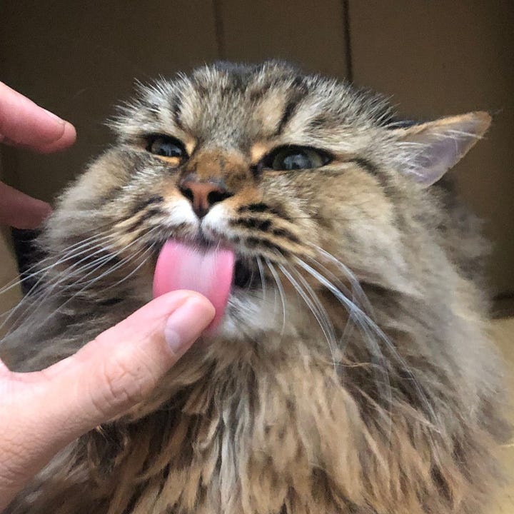 A gallery of four close up images of Bonkey’s face from pictures within the post.