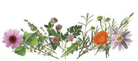 men on10 herbs composite2 470x210
