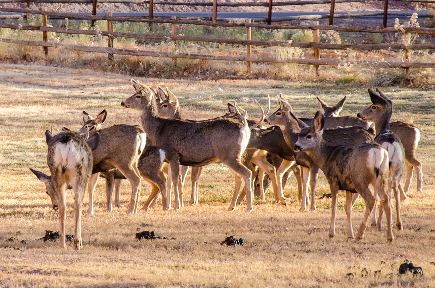 A group of deer in a field surrounded by large piles of scat.