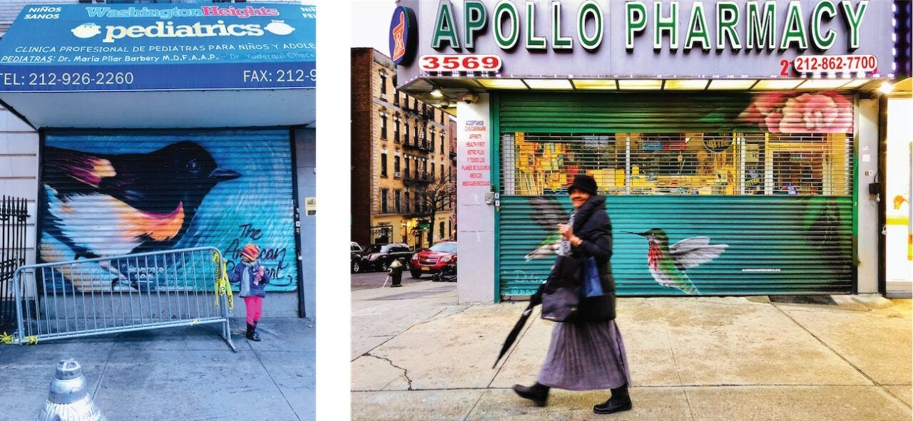 A black, white, and orange bird appears on the storefront shutter of Washington Heights Pediatrics, with a small child in the foreground. A woman walks in front of Apollo Pharmacy's closed storefront shutter, which is green with a green and red and white bird on it. A black, white, and orange bird appears on the storefront shutter of Washington Heights Pediatrics, with a small child in the foreground. A woman walks in front of Apollo Pharmacy's closed storefront shutter, which is green with a green and red and white bird on it.