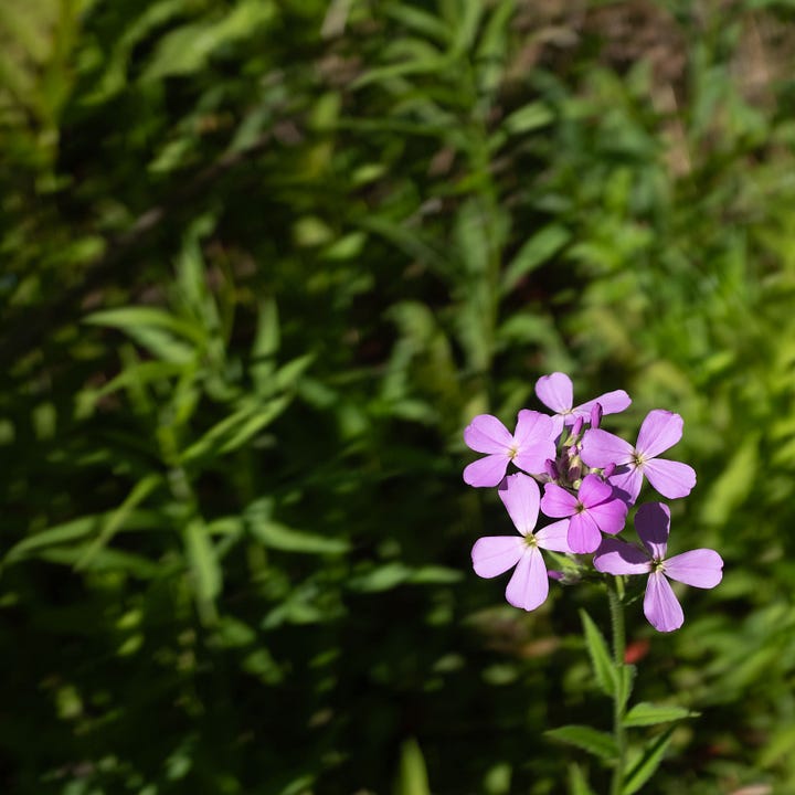 Diptych: Purple flower in lower right corner with green leaves behind; Right - Purple flower in evening light in upper left corner with green leaves in lower right.