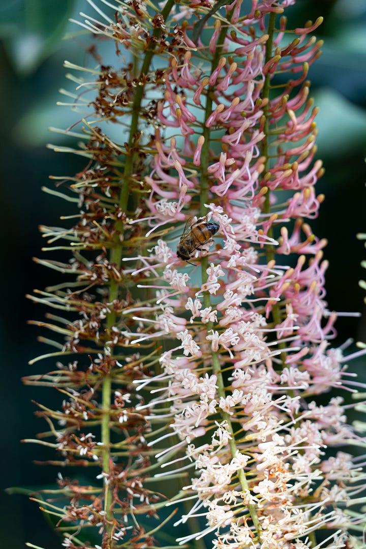 Macadamia Flowers - KwaZulu Natal Province, South Africa