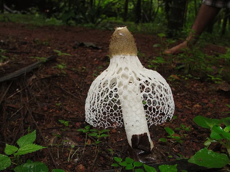 Phallus Indusiatus