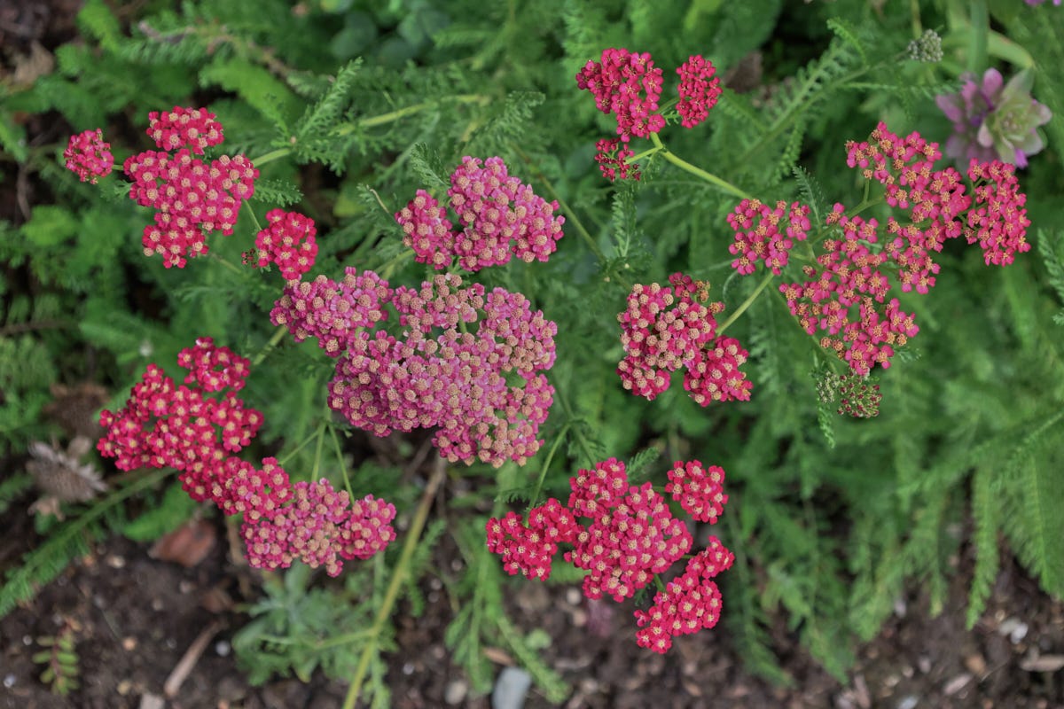 yarrow plants yarrow plants