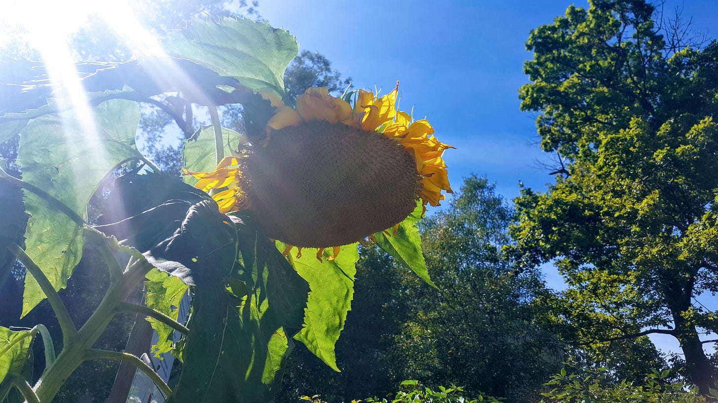 Image is of a sunflower on a sunny day with the sun shining from behind. Image is of a sunflower on a sunny day with the sun shining from behind.