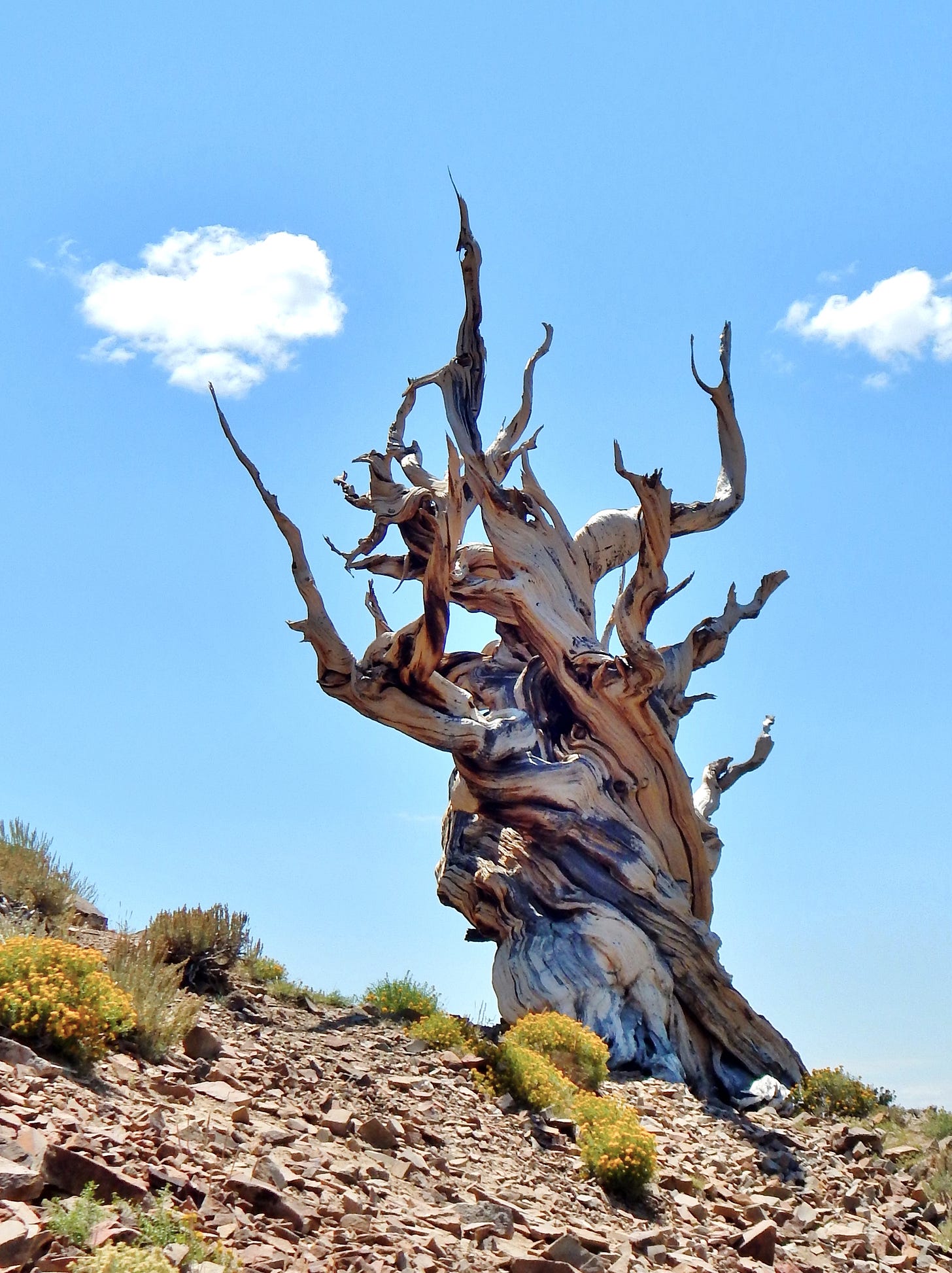 File:Bristlecone Pine Tree.jpg - Wikimedia Commons